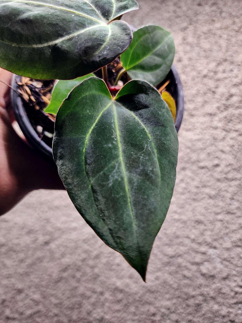 Anthurium Carlablackiae x (Golden Sunrise x RVDP)