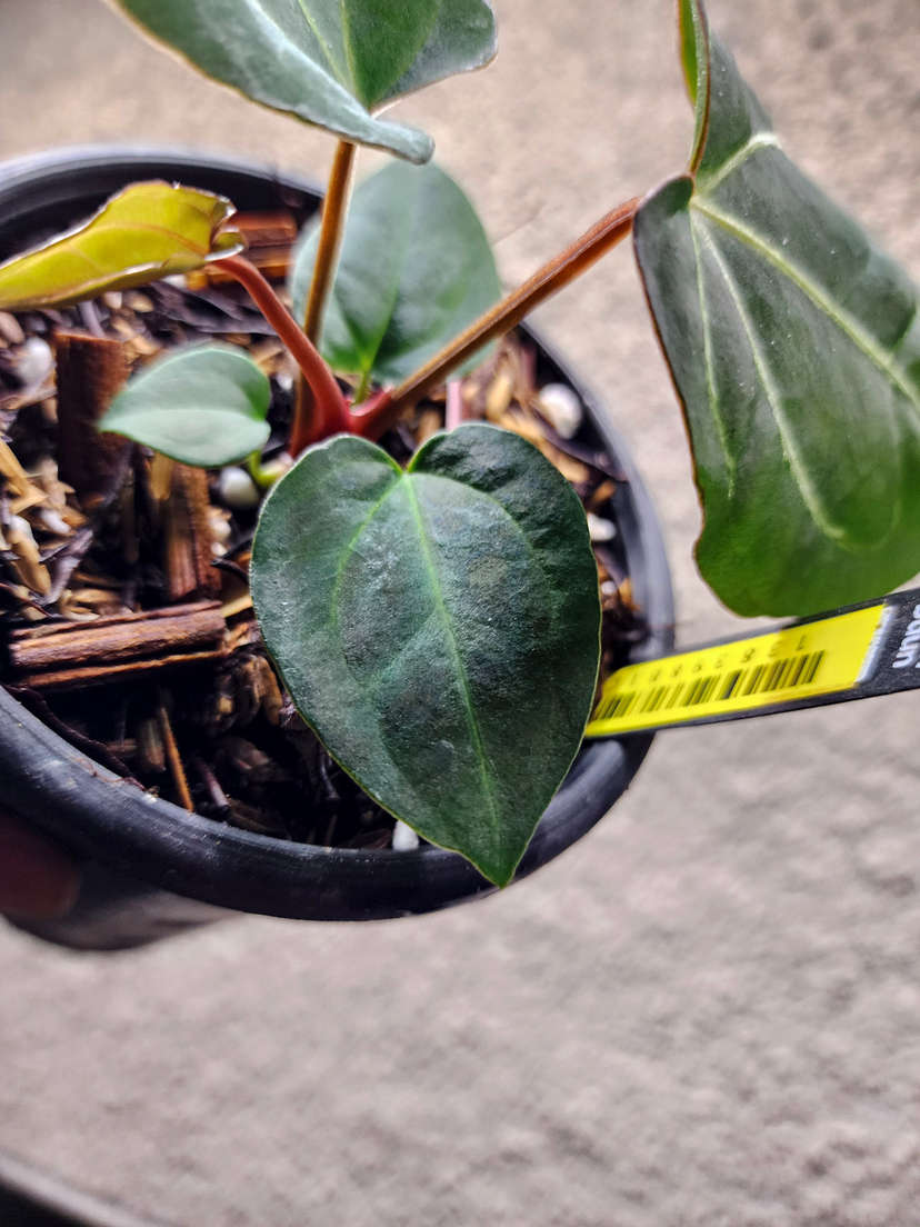 Anthurium Carlablackiae x (Golden Sunrise x RVDP)