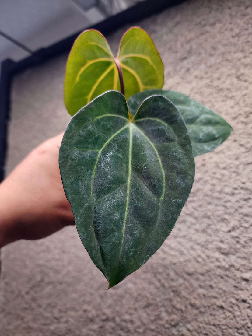 Anthurium Carlablackiae x (Golden Sunrise x RVDP)