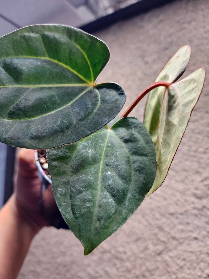 Anthurium Carlablackiae x (Golden Sunrise x RVDP)