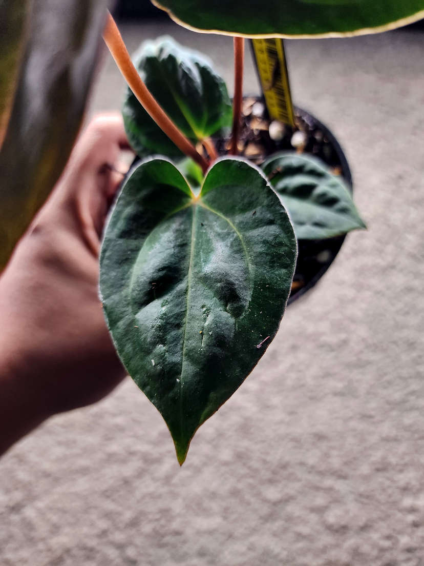 Anthurium Carlablackiae x (Golden Sunrise x RVDP)
