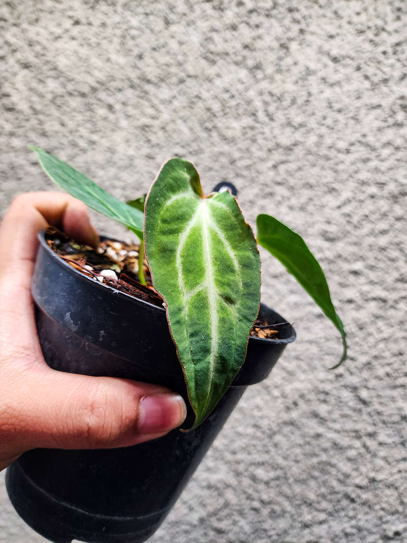 Anthurium Mutated Blood Queen