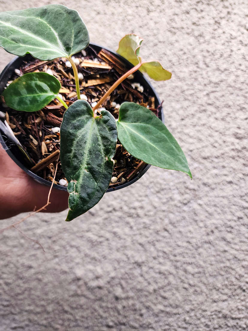 Anthurium Mutated Blood Queen
