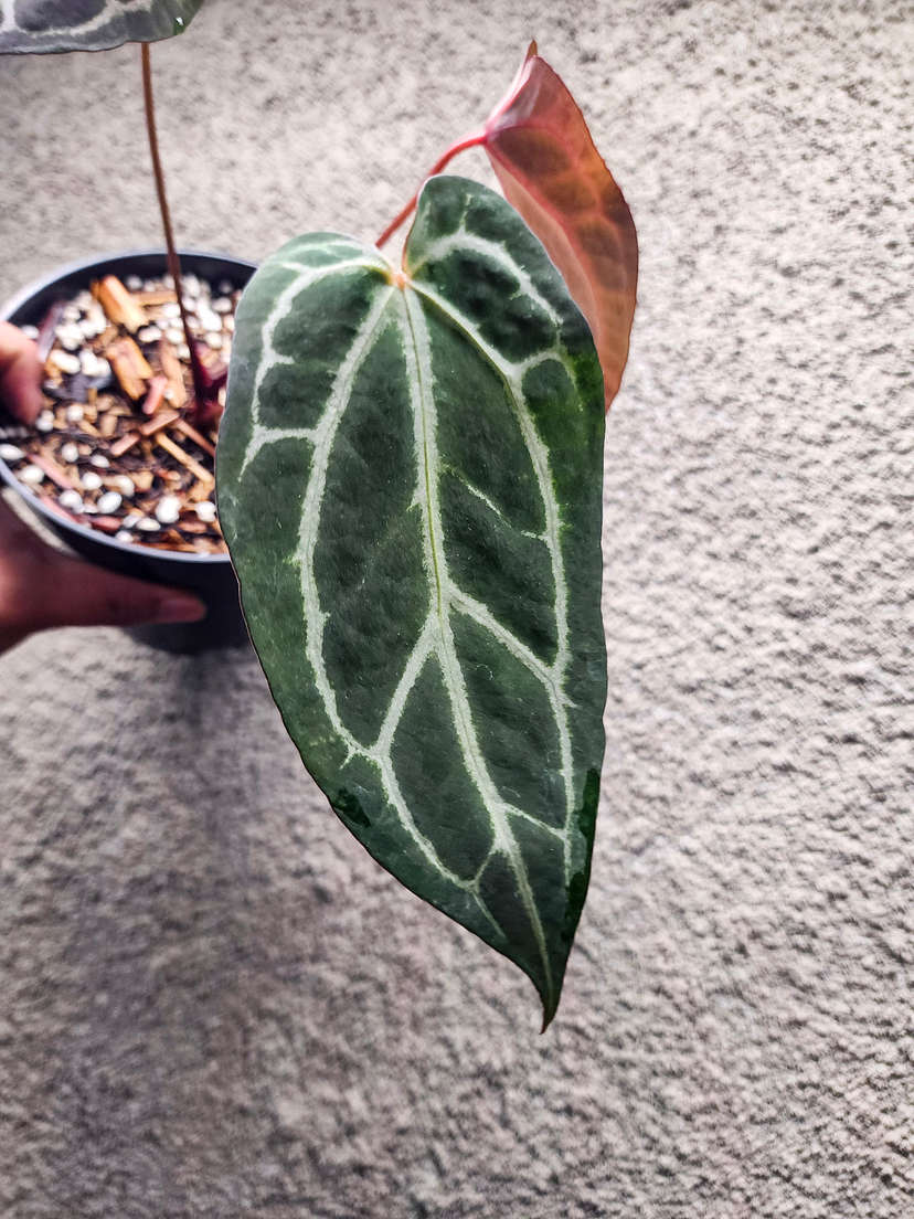 Anthurium BVIT x (Zara Michelle)
