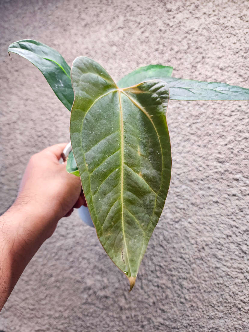 Anthurium sp Panama x Indo Hoffmanii X