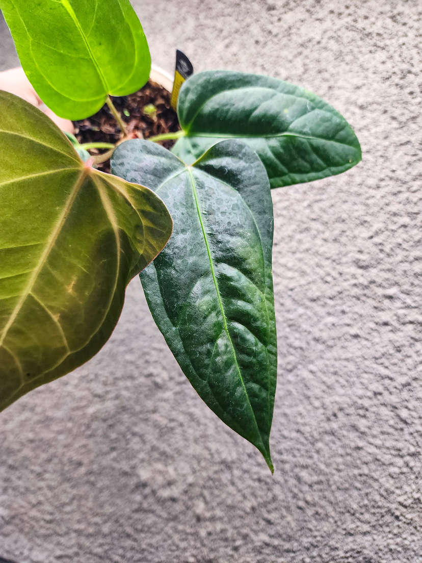 Anthurium sp Panama x Indo Hoffmanii X