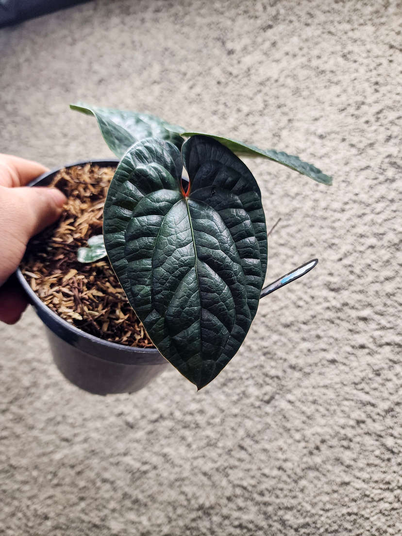 Anthurium Radicans