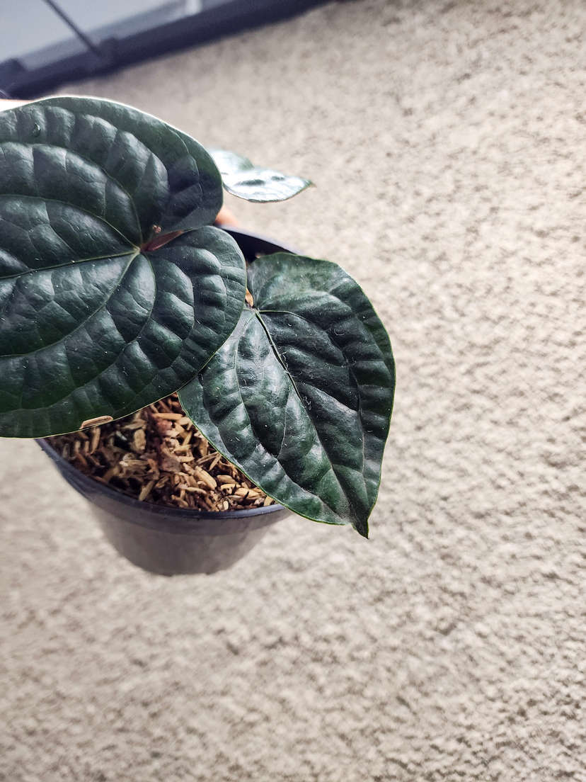 Anthurium Radicans