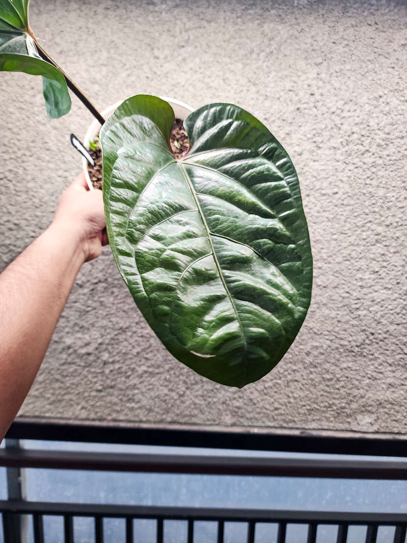 Anthurium Radicans x Hookeri