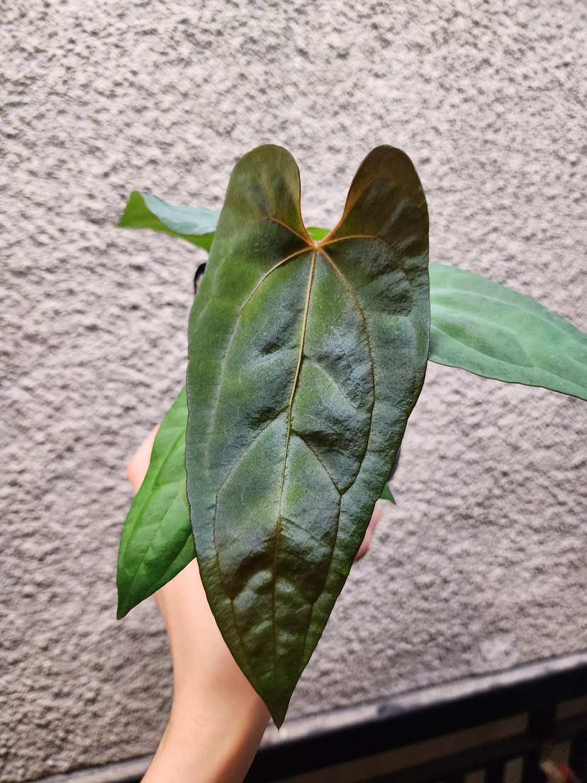 Anthurium RLFS x Ace of Spades DF