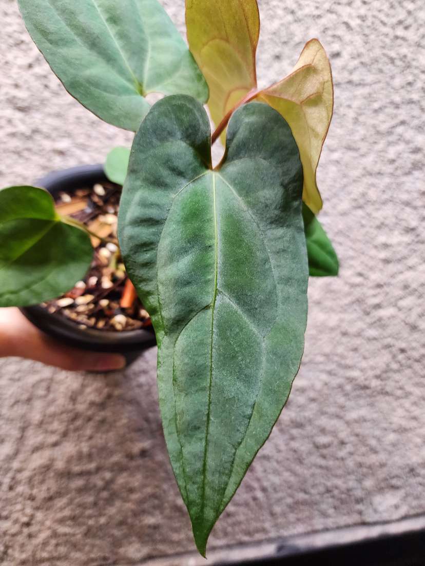 Anthurium RLFS x Ace of Spades DF