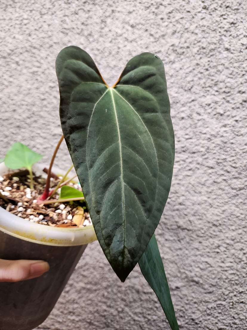 Anthurium RLFS x Red Vein Dark Phoenix