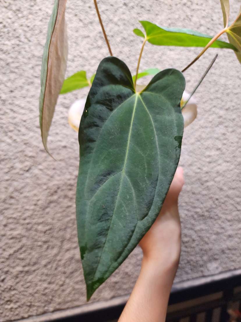 Anthurium RLFS x Red Vein Dark Phoenix