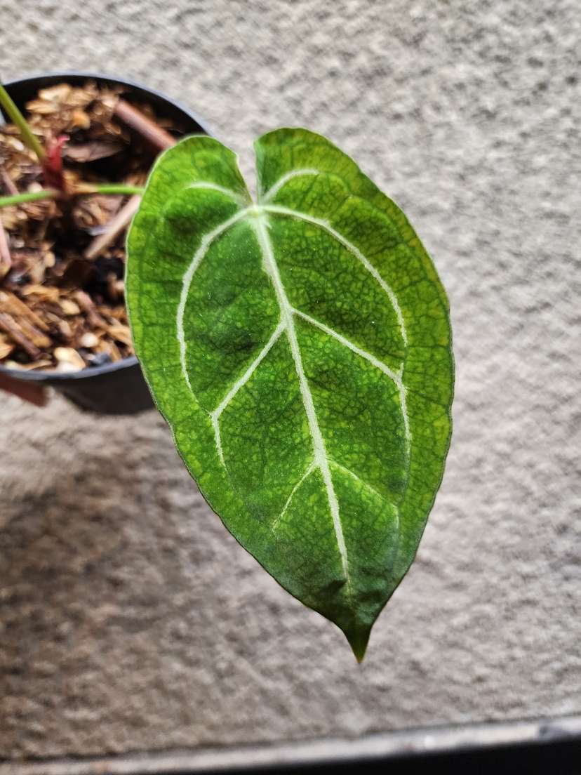 Anthurium Bigfoot x Red Spider