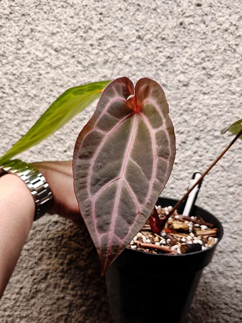 Anthurium BVIT x (Zara Michelle)