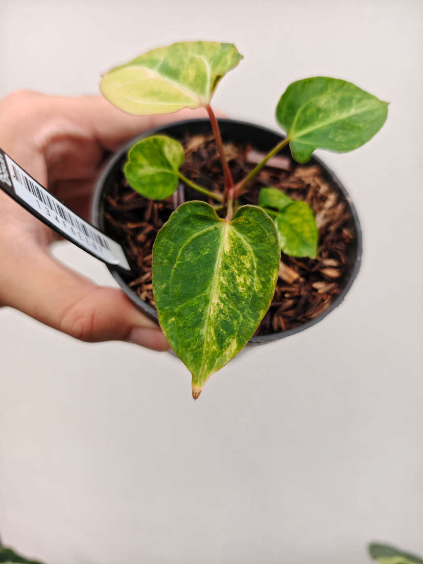 Anthurium Variegated Portillae x (Muchlis x RC)