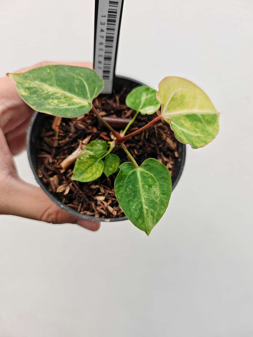 Anthurium Variegated Portillae x (Muchlis x RC)