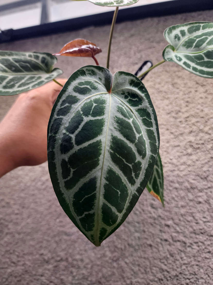 Anthurium Mojang Geulis