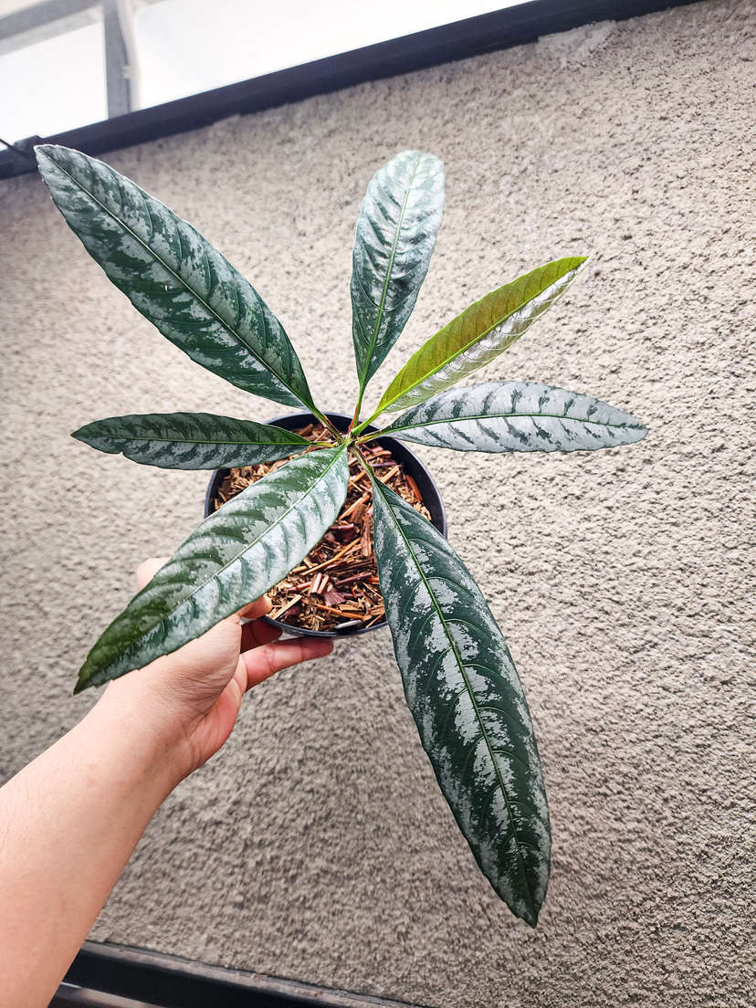 Leea sp. Asmat Silver