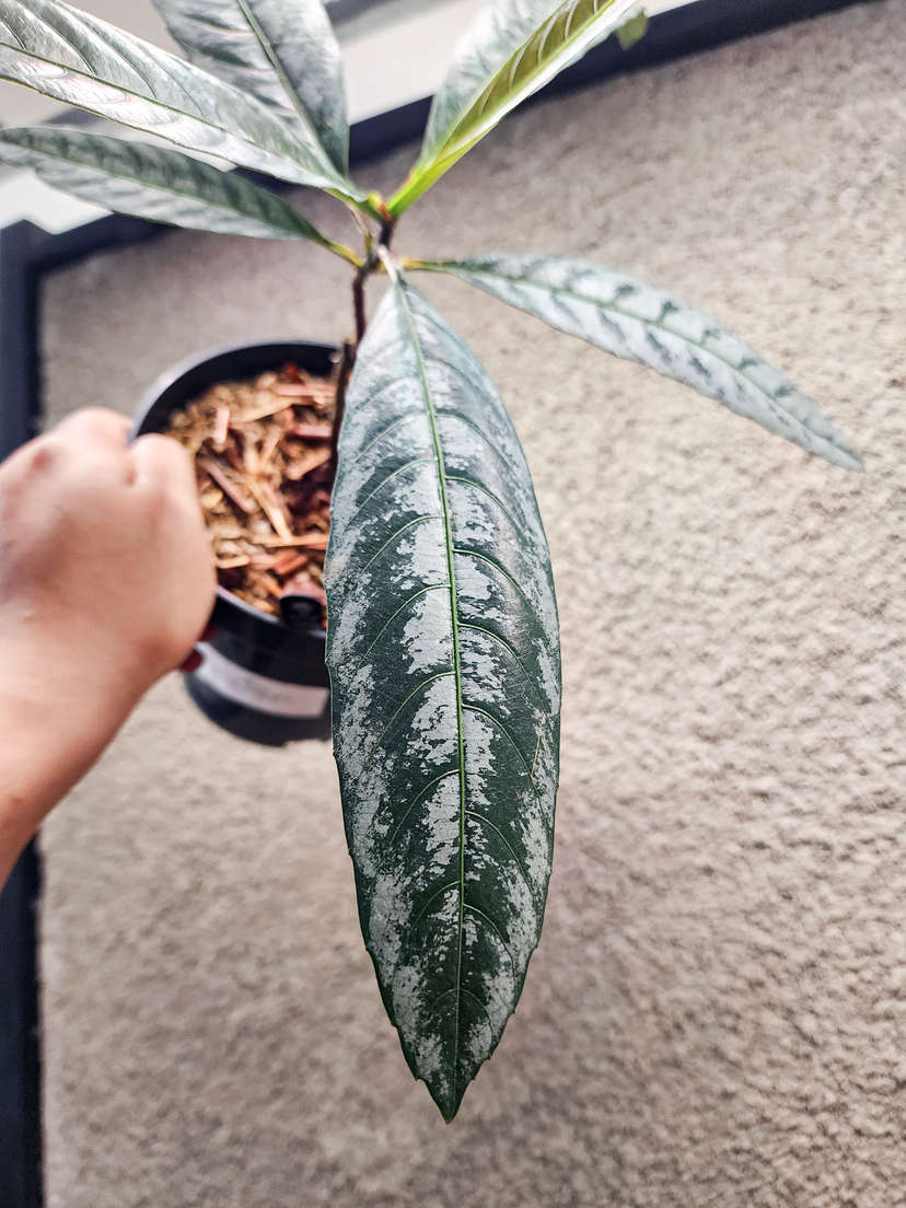 Leea sp. Asmat Silver