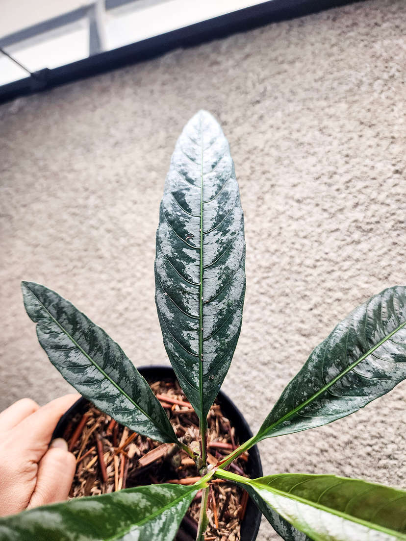 Leea sp. Asmat Silver
