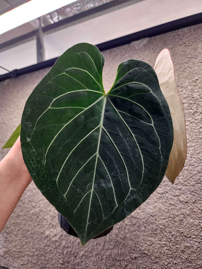 Anthurium HU/King of Spades