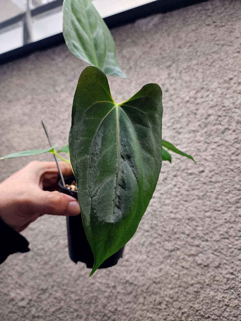 Anthurium RLFS x Dark Phoenix