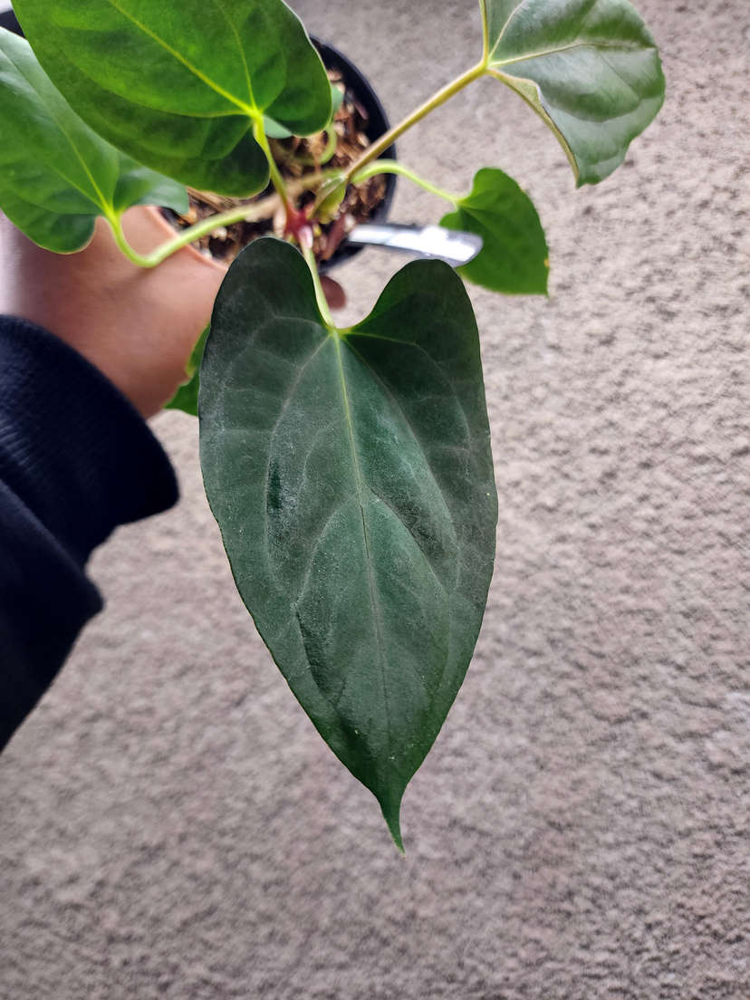 Anthurium RLFS x Dark Phoenix