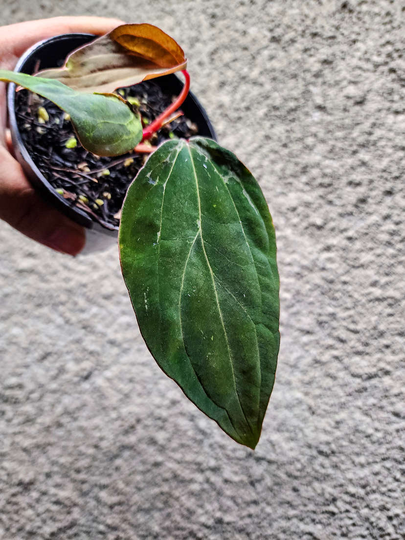 Anthurium Mutated Blister Variegated Ace of Spades x BVEP Clone