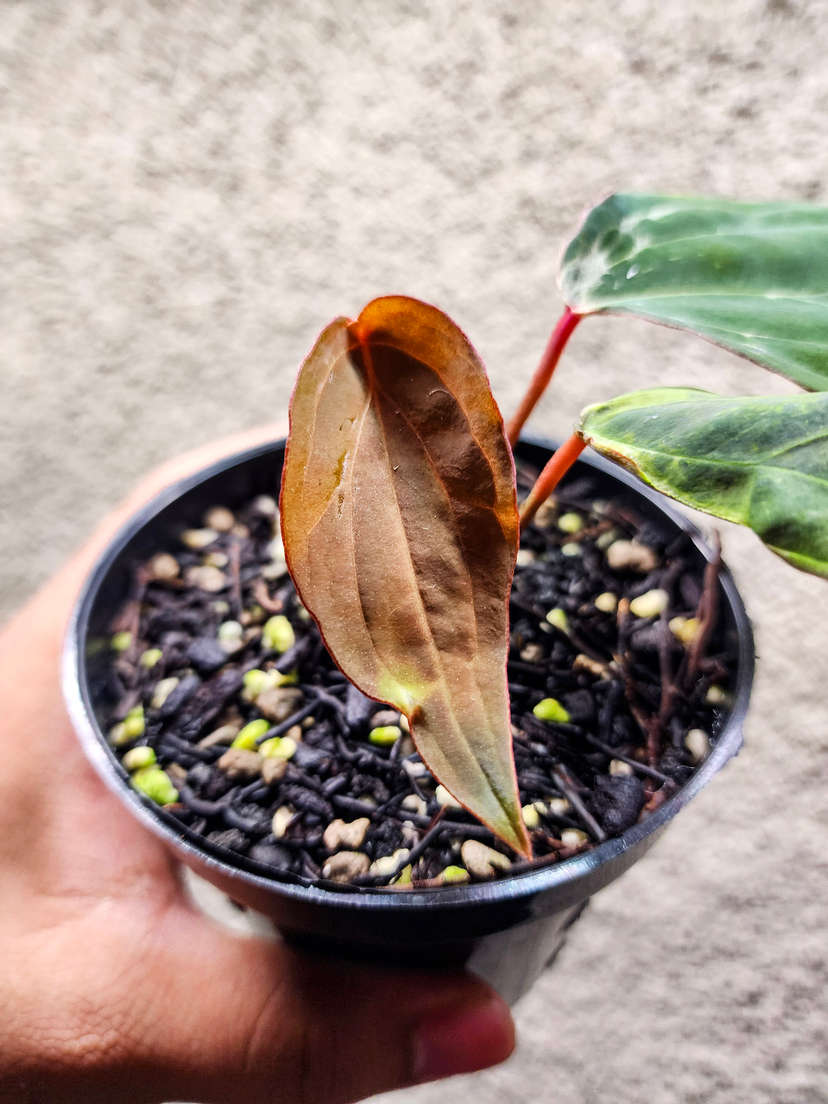 Anthurium Mutated Blister Variegated Ace of Spades x BVEP Clone