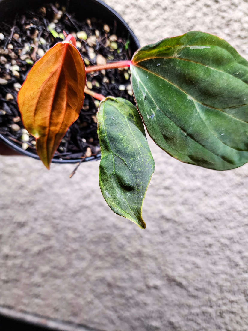 Anthurium Mutated Blister Variegated Ace of Spades x BVEP Clone