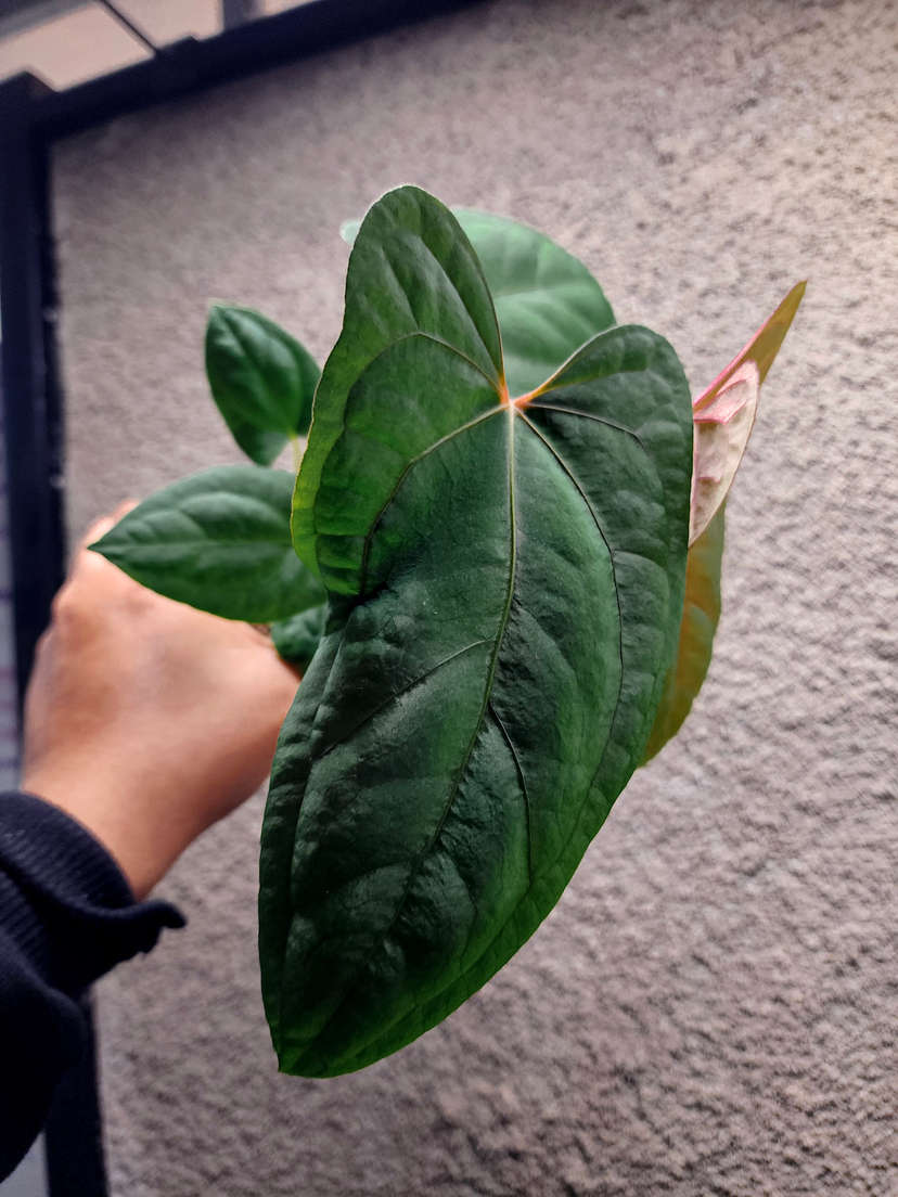 Anthurium RLFS x Red Vein Dark Phoenix