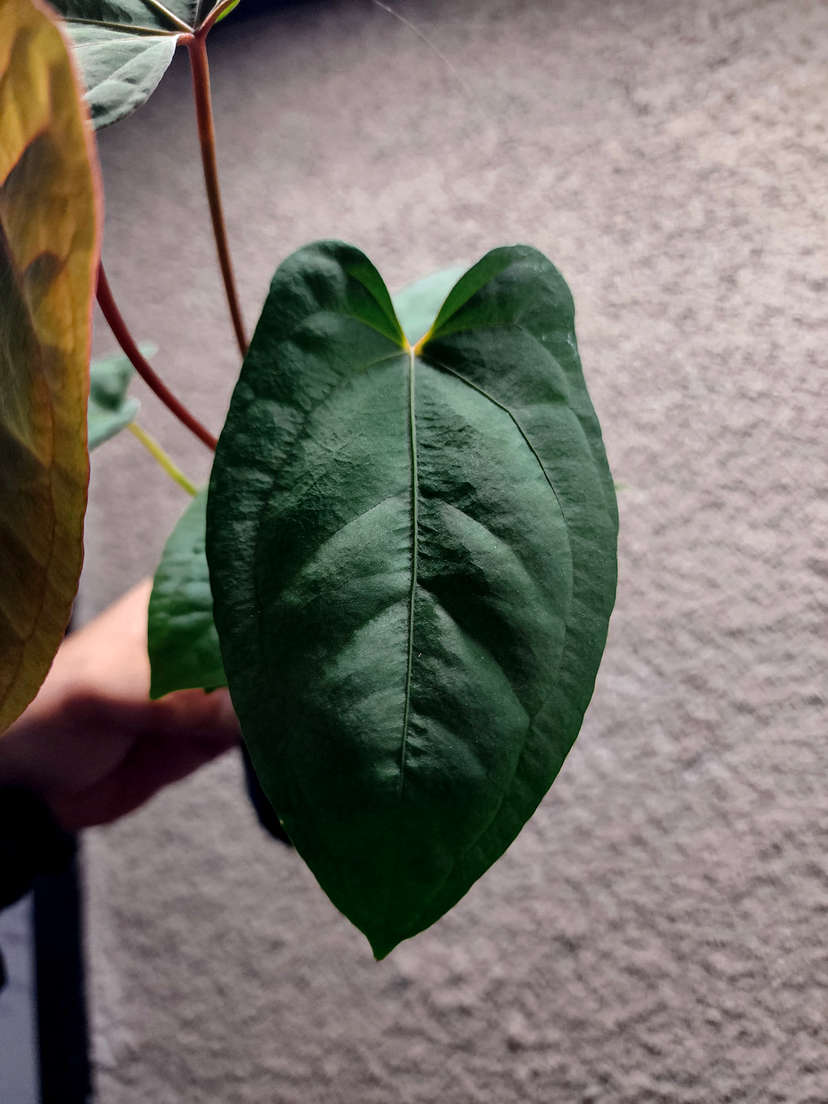 Anthurium RLFS x Red Vein Dark Phoenix
