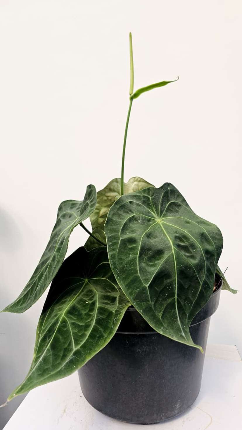 Anthurium Forgetii Pigskin Flowering