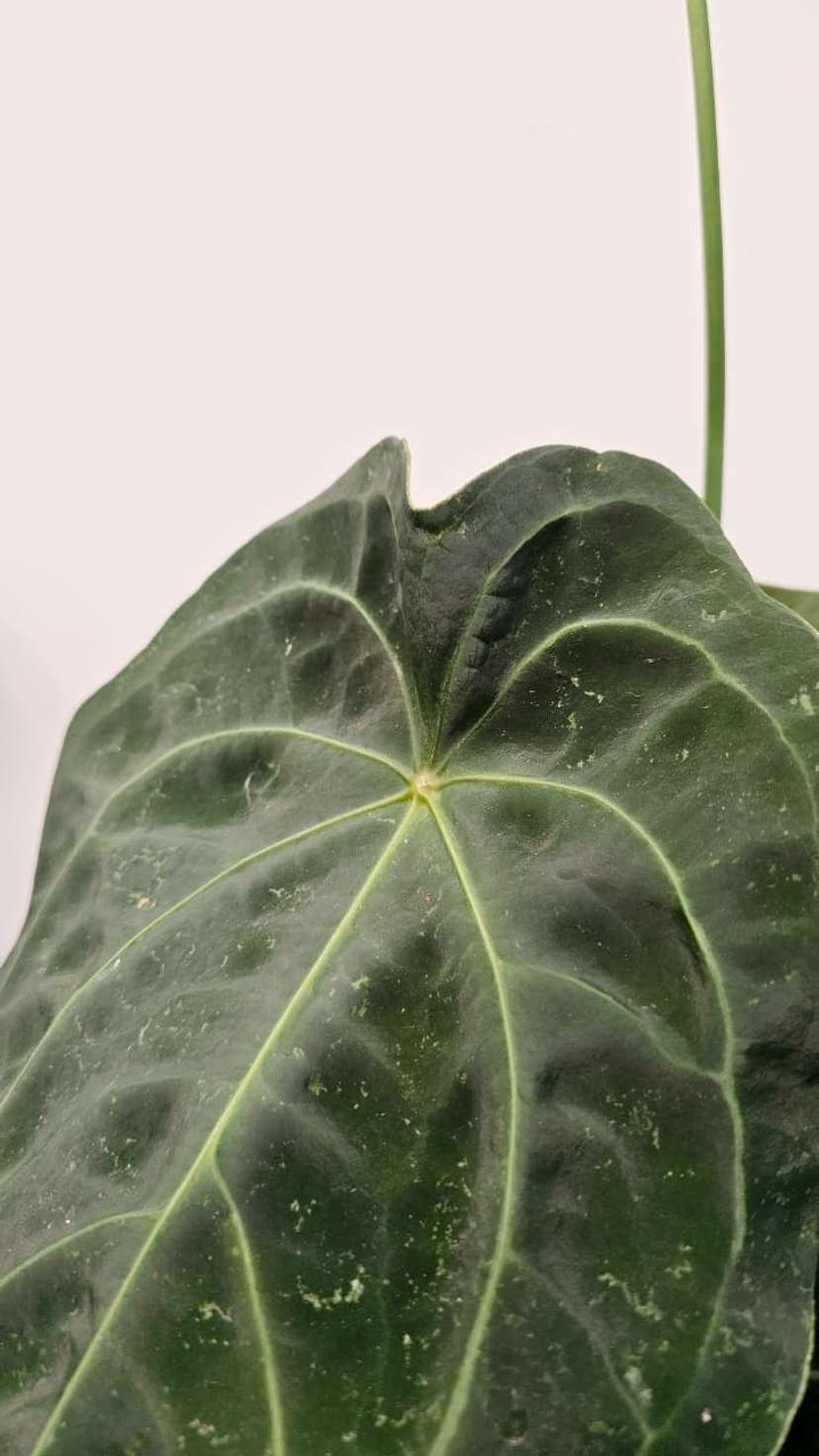 Anthurium Forgetii Pigskin Flowering