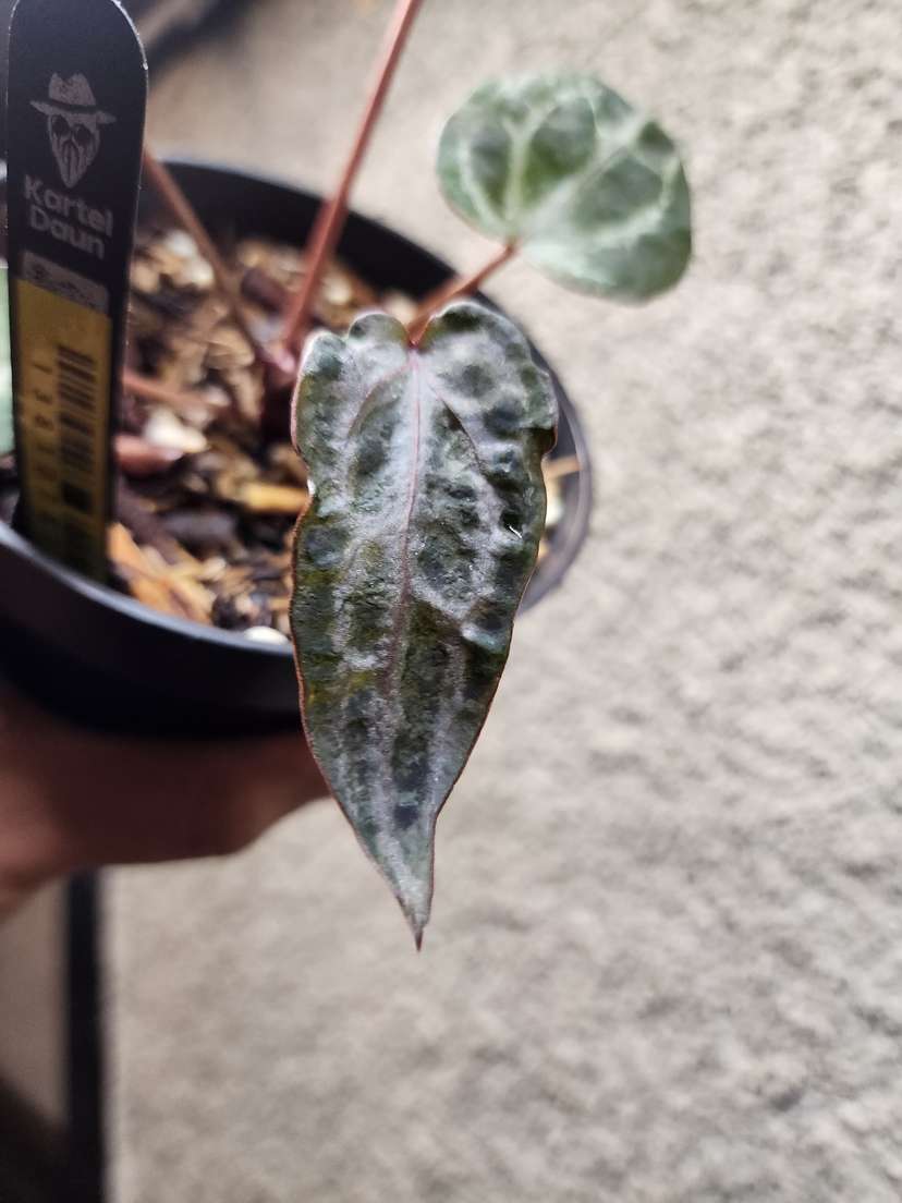 Anthurium Mutated Silver Blush x (Zara x Michelle)