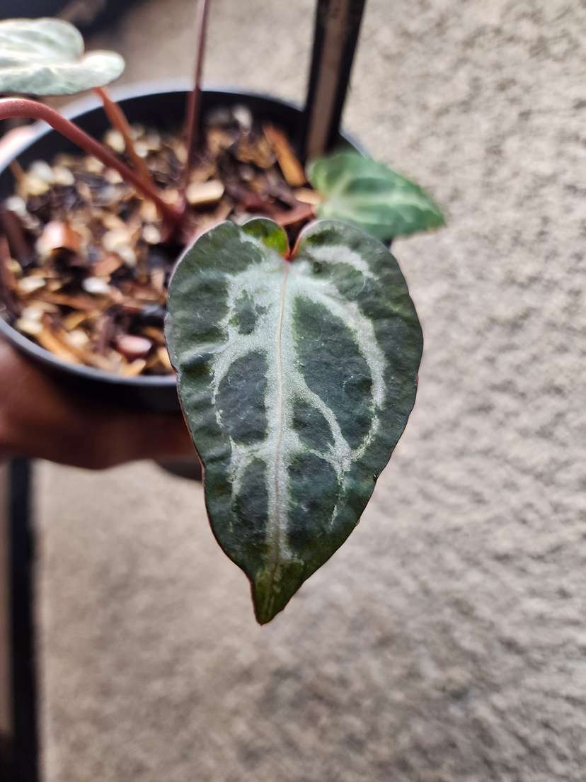 Anthurium Mutated Silver Blush x (Zara x Michelle)