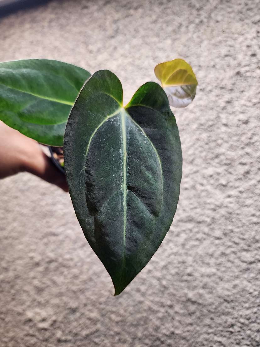 Anthurium Carlablackiae x (Golden Sunrise x RVDP)