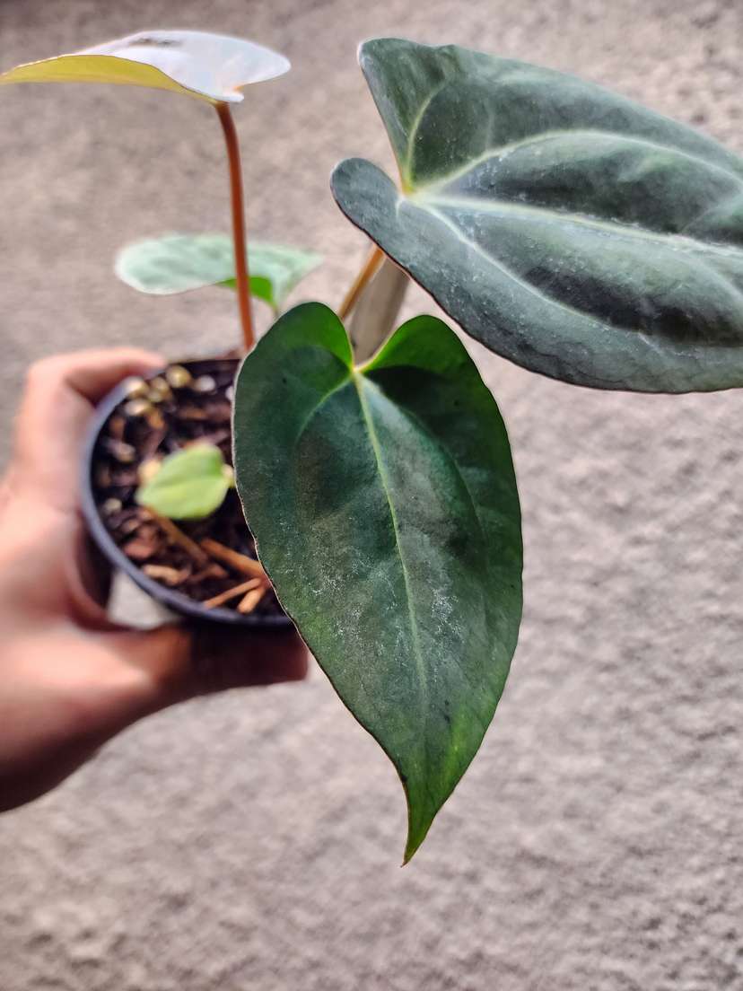 Anthurium Carlablackiae x (Golden Sunrise x RVDP)