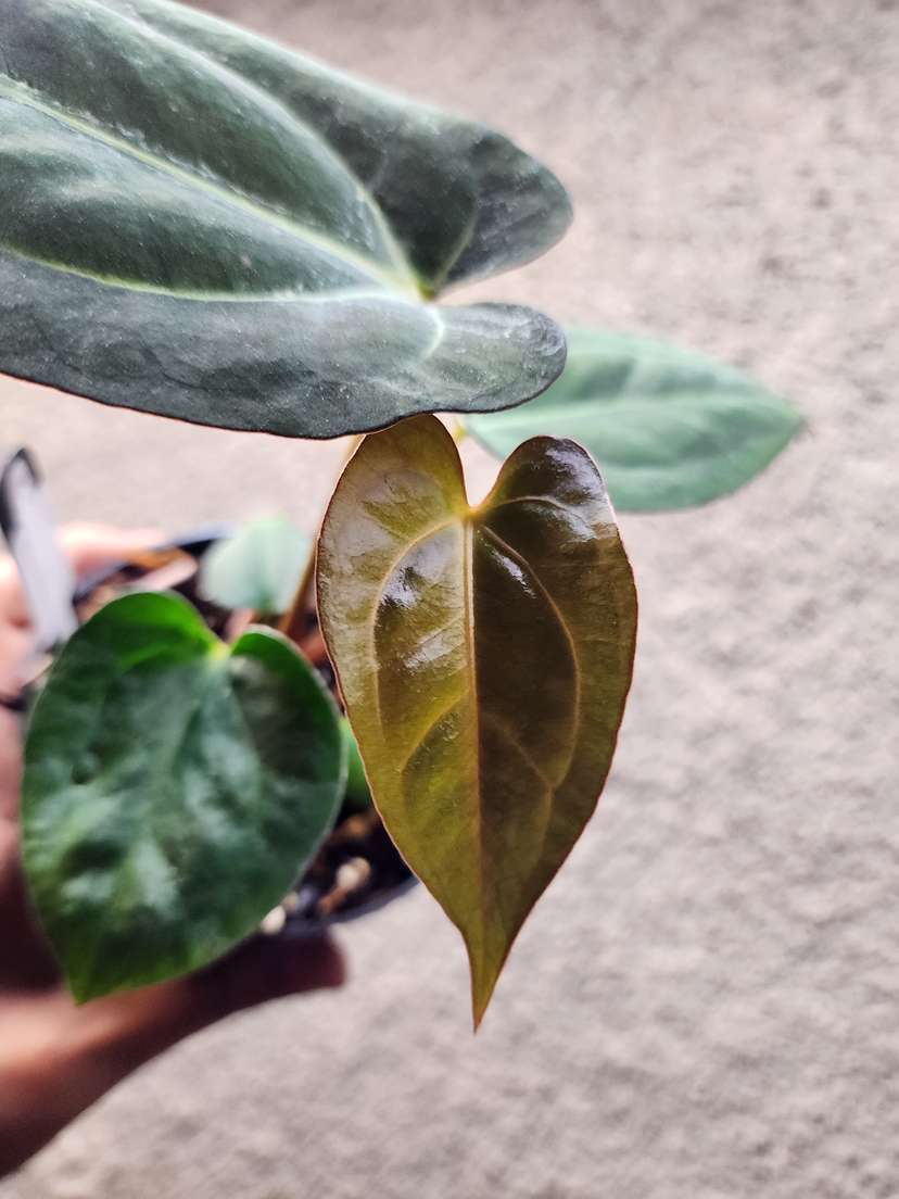 Anthurium Carlablackiae x (Golden Sunrise x RVDP)
