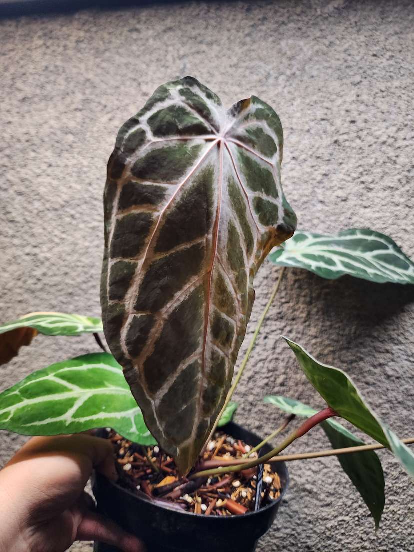 Anthurium Venom