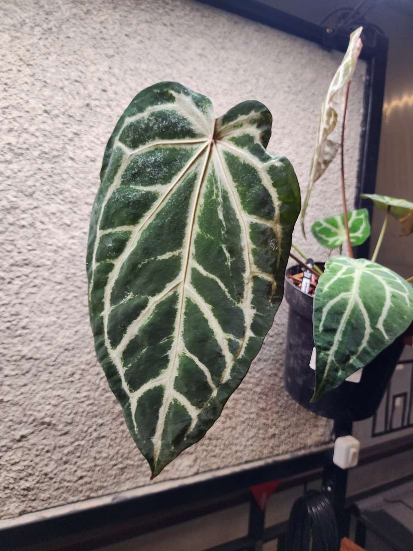 Anthurium Venom