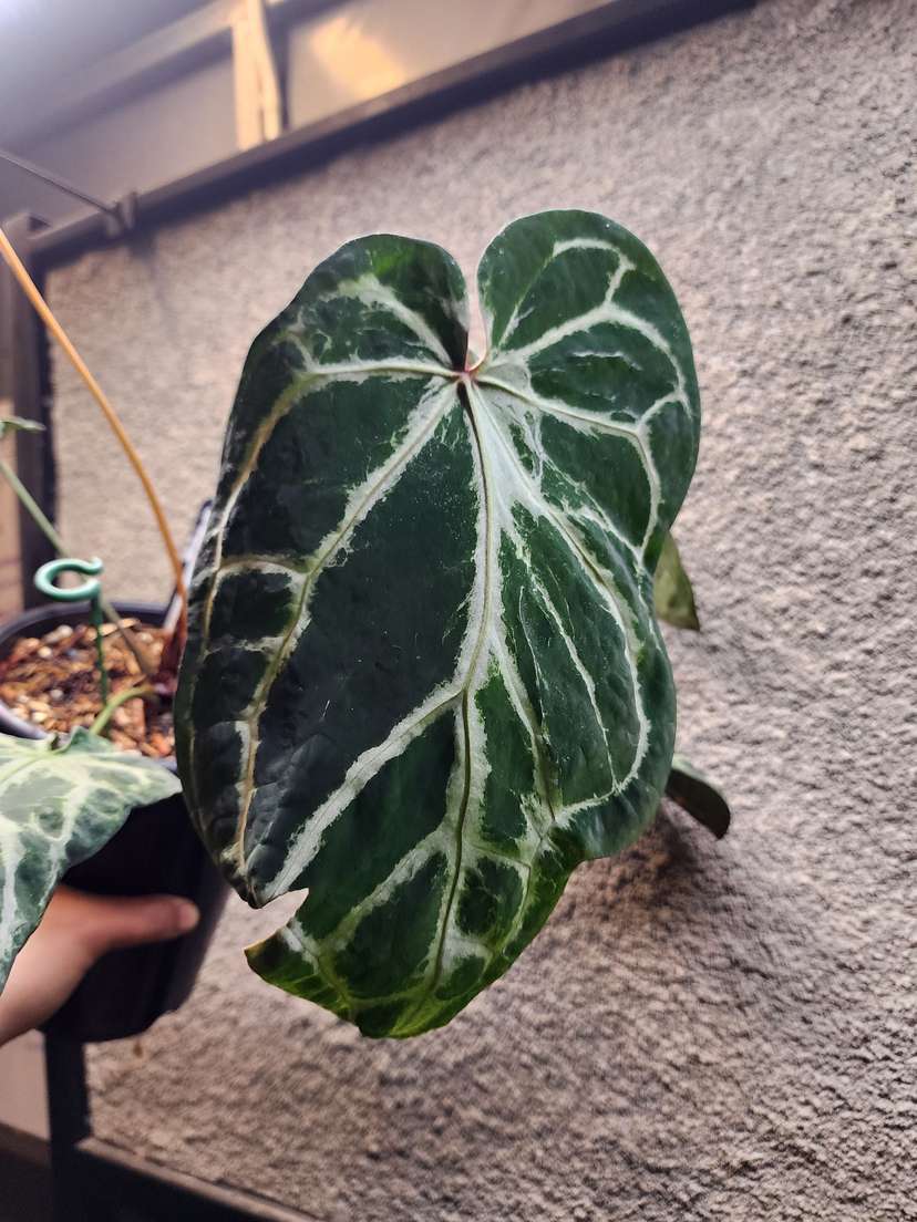 Anthurium Venom