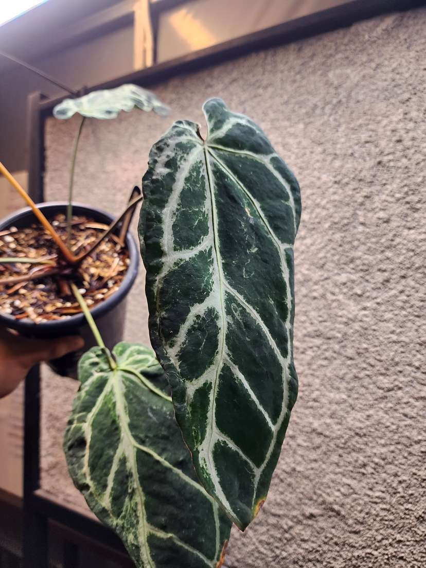 Anthurium Venom