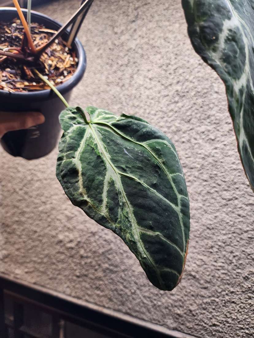 Anthurium Venom