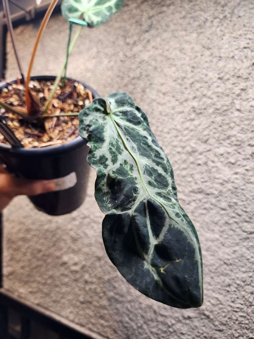 Anthurium Venom