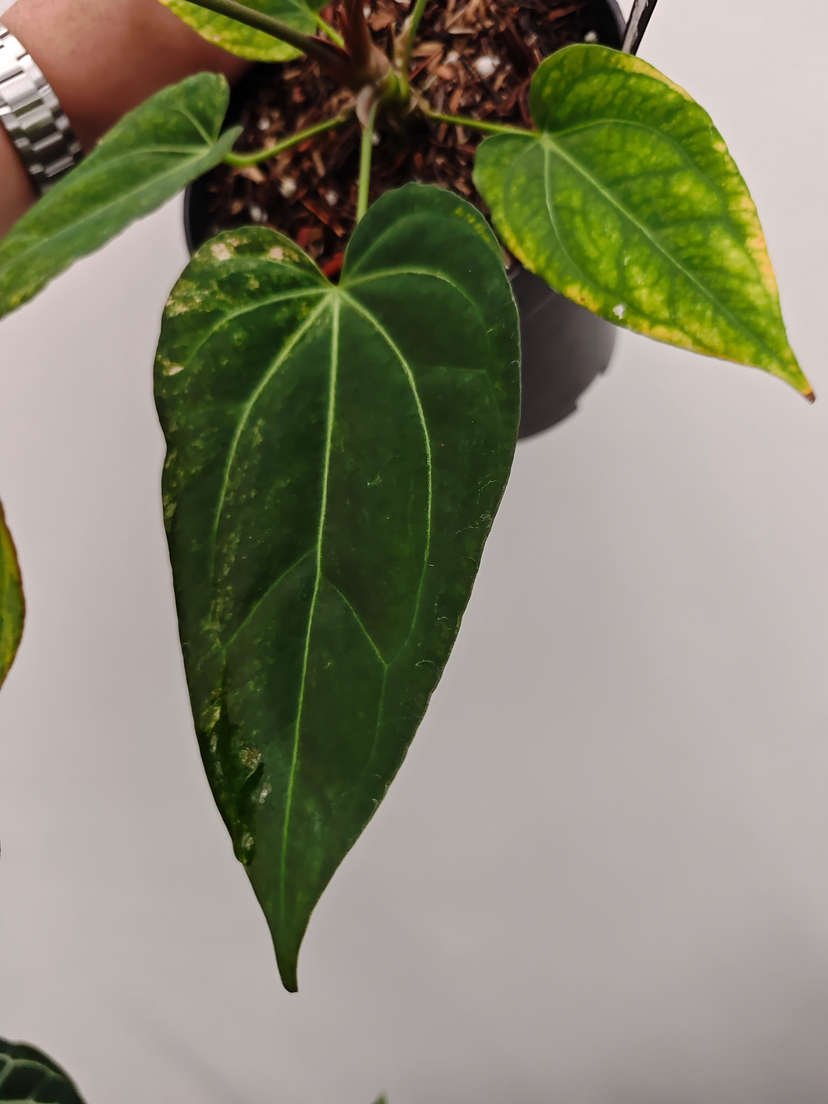 Anthurium Variegated Black Venom x Self