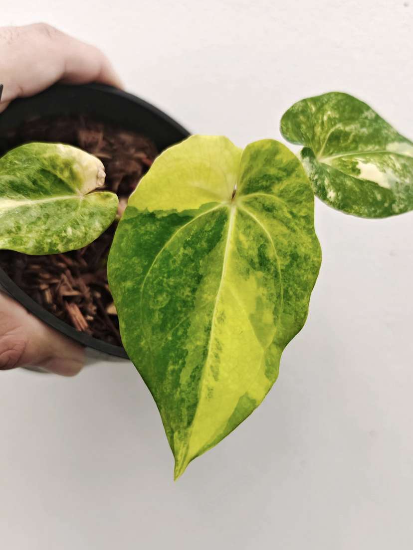 Anthurium Variegated Papillaminum 88 x Gunayala