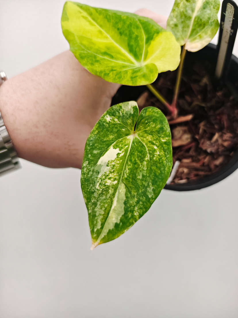 Anthurium Variegated Papillaminum 88 x Gunayala