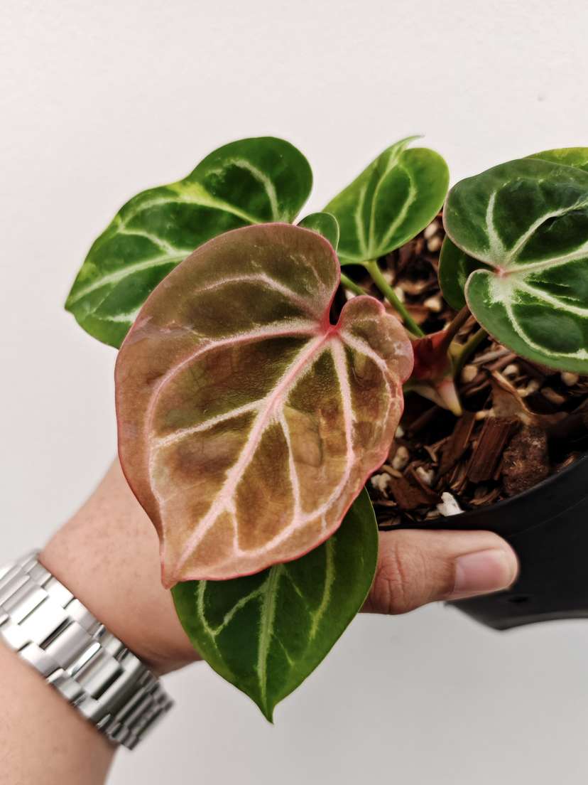Anthurium Blister Variegated HURC